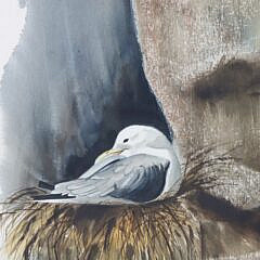 Peterson Watercolor on Paper “Seagull”, circa 1977