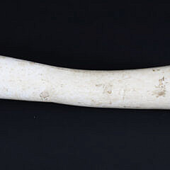 Antique Whale Oosik with Carved Whale Portraits on Both Sides, 19th Century