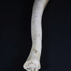 Antique Whale Oosik with Carved Whale Portraits on Both Sides, 19th Century