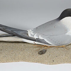Carved and Painted Nesting Tern