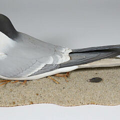 Carved and Painted Nesting Tern Signed Fisher