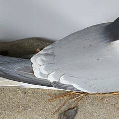 Carved and Painted Nesting Tern Signed Fisher