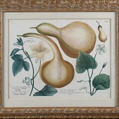 Pair of John Wilhelm Weinmann German Copper Plate Engravings of Gourds, circa 1740