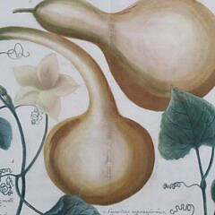 Pair of John Wilhelm Weinmann German Copper Plate Engravings of Gourds, circa 1740