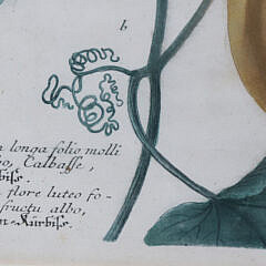 Pair of John Wilhelm Weinmann German Copper Plate Engravings of Gourds, circa 1740