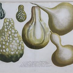 Pair of John Wilhelm Weinmann German Copper Plate Engravings of Gourds, circa 1740