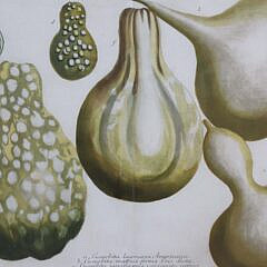 Pair of John Wilhelm Weinmann German Copper Plate Engravings of Gourds, circa 1740