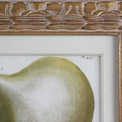Pair of John Wilhelm Weinmann German Copper Plate Engravings of Gourds, circa 1740