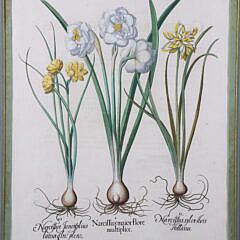 Basiluis Besler Hand Colored Copper Engraving “Narciffus Maior Flore”