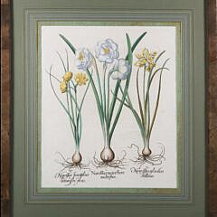 Basiluis Besler (Germany 1561-1629) Hand Colored Copper Engraving "Narciffus Maior Flore"