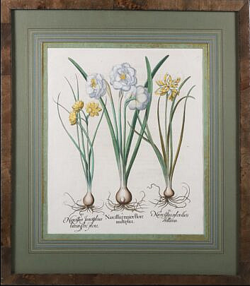 Basiluis Besler (Germany 1561-1629) Hand Colored Copper Engraving "Narciffus Maior Flore"