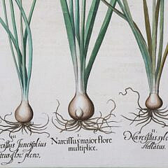 Basiluis Besler Hand Colored Copper Engraving “Narciffus Maior Flore”