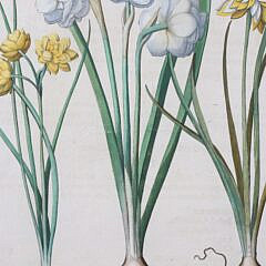 Basiluis Besler Hand Colored Copper Engraving “Narciffus Maior Flore”