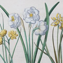 Basiluis Besler Hand Colored Copper Engraving “Narciffus Maior Flore”