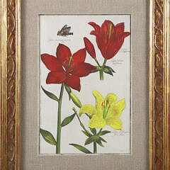 Daniel Rabel (Paris) Hand Colored Copper Engraving #32 Lillies Circa 1622