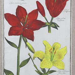 Daniel Rabel Hand Colored Copper Engraving #32 Lilies, circa 1622