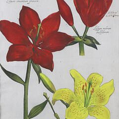 Daniel Rabel Hand Colored Copper Engraving #32 Lilies, circa 1622