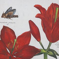 Daniel Rabel Hand Colored Copper Engraving #32 Lilies, circa 1622