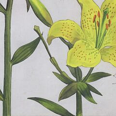 Daniel Rabel Hand Colored Copper Engraving #32 Lilies, circa 1622