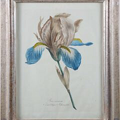 German Stipple Engraving "Iris Susiana" Circa 1800