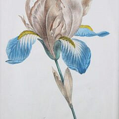German Stipple Engraving “Iris Susiana”, circa 1800