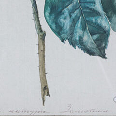 Pair of A. Bender Watercolor on Paper “Floral Still Lifes”, circa 1999