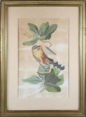 20-5462 JJ Audubon Mangrove Cuckoo A_IMG_9101