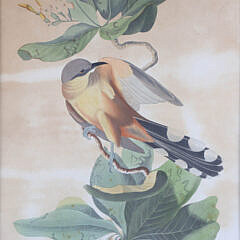 J. J. Audubon “Mangrove Cuckoo”, circa 1833