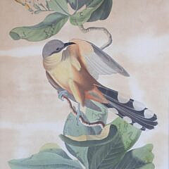 J. J. Audubon “Mangrove Cuckoo”, circa 1833
