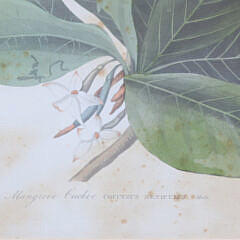 J. J. Audubon “Mangrove Cuckoo”, circa 1833