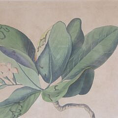 J. J. Audubon “Mangrove Cuckoo”, circa 1833
