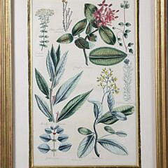 Pair of John Hill Hand Colored Copper Plate Engravings, “Garden of Eden”, 18th Century
