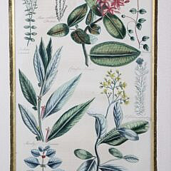 Pair of John Hill Hand Colored Copper Plate Engravings, “Garden of Eden”, 18th Century