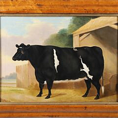 36-5460 English Portrait of a Heifer A_IMG_9786