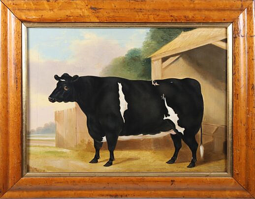 36-5460 English Portrait of a Heifer A_IMG_9786