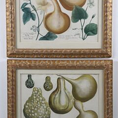 10-5479 Pair Weinman German Copper Plate Engraving of Gourds A IMG_9912
