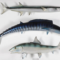 Eight Assorted Fish Trophies