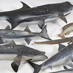 Eight Assorted Fish Trophies