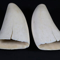 Pair of Antique Scrimshaw Whale Teeth Engraved with Ship Captain and Wife
