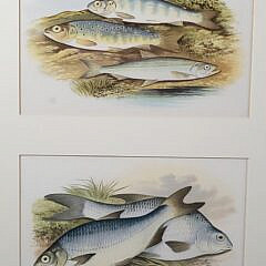 Six 19th C. Fish Species Chromolithograph Prints