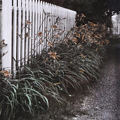 Lucy Bixby 1993 Photograph “Day Lilies”