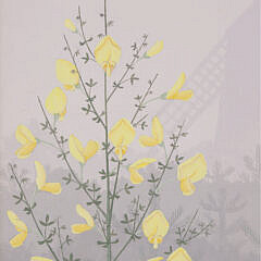 Helen Roca-Garcia Acrylic on Canvas “Scotch Broom”