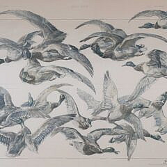 Anton Seder Hand Colored Engraving “Das Tier”, No 18, circa 1896