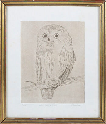 117-5131 Saw Whet Owl Print A_IMG_9432