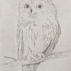 Dorothea Limited Edition Print Saw Whet Owl