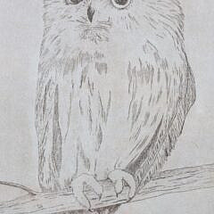 Dorothea Limited Edition Print Saw Whet Owl
