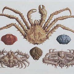 Set of Three Albertus Seba Cabinet of Natural Curiosities Limited Edition Lithograph Reprints