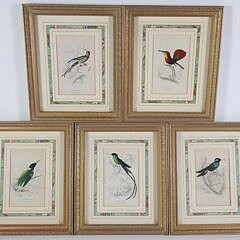 Collection of Six Lithographs From William Jardine