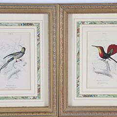 Collection of Six Lithographs From William Jardine’s Natural History of Hummingbirds 1833