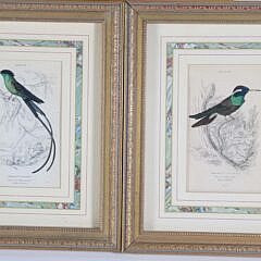 Collection of Six Lithographs From William Jardine’s Natural History of Hummingbirds 1833